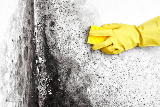 Best Black Mold Remediation in Pine Ridge, FL