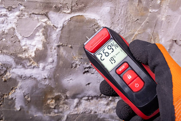 Best Preventive Mold Services in Pine Ridge, FL
