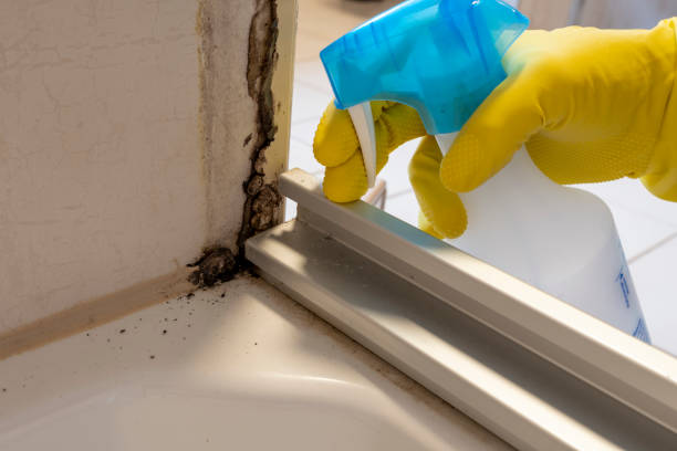 Best Basement Mold Remediation in Pine Ridge, FL